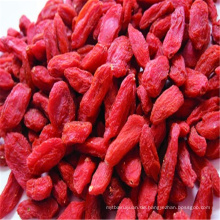 China getrocknete Masse Goji Berry Mispel Früchte zum Verkauf